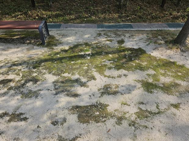 돌산읍초등학교 운동장 잡초 제거: 전문 시공으로 안전하고 깨끗한 운동 공간 만들어보세요! 관련 이미지