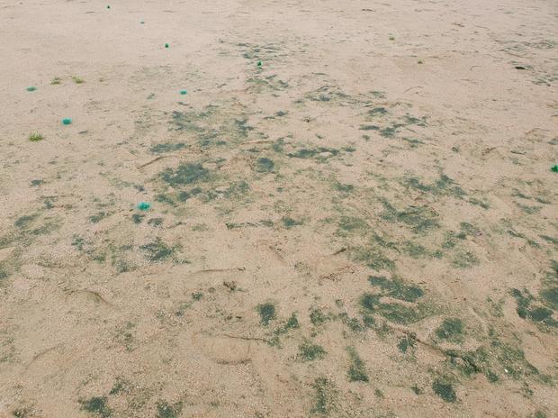 삼산동초등학교 운동장 잡초 제거: 전문가가 보여줄 실질적인 방법!
