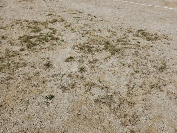 담양군중학교 운동장 잡초 제거, 전국산업안전으로 건강한 공간 만들어요!