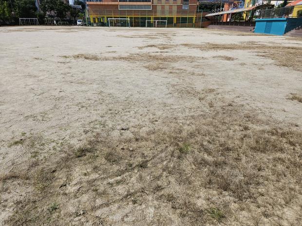 장동면어린이집 운동장 잡초 제거: 전문 시공으로 안전하고 깨끗한 놀이터 만들기