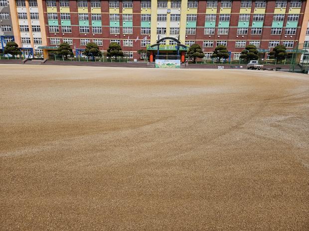 학교 운동장 잡초 제거: 전문 시공으로 깨끗하고 안전한 놀이터 만들기!