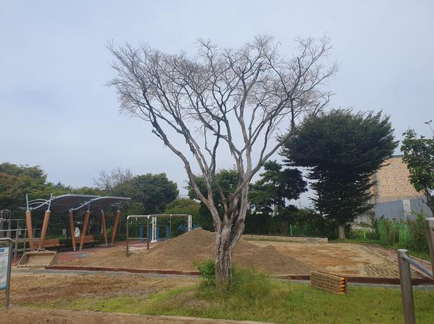 학교 운동장 잡초 제거: 전문 시공으로 안전하고  정교한 공간 만들기!