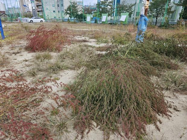 현경면 유치원 운동장 잡초 제거, 전국산업안전으로 건강하고 안전한 놀이 공간 만들기!