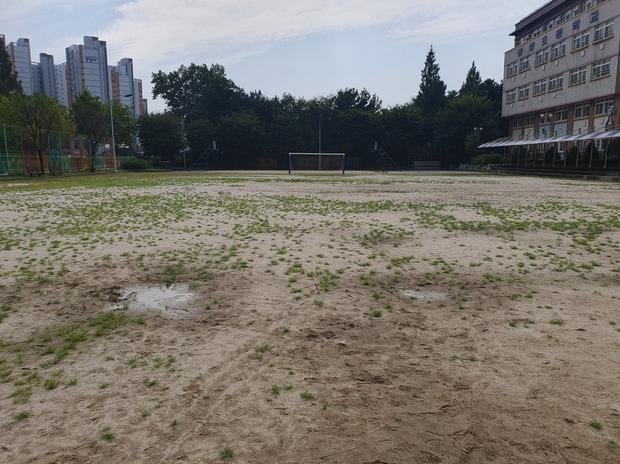영광군초등학교 운동장 잡초 제거, 전문 시공으로 건강하고 안전한 공간 만들어보세요!