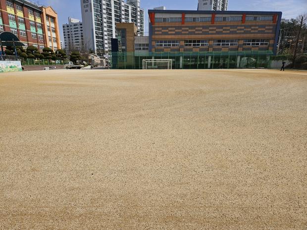 운동장 잡초 제거, 안전 & 효과적인 방법! - 전국산업안전으로 보다 건강한 교육 환경