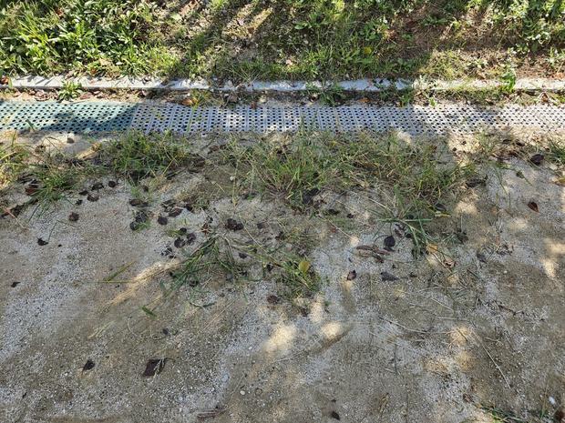 압해읍유치원 운동장 잡초 제거, 전문가가 알려드립니다!