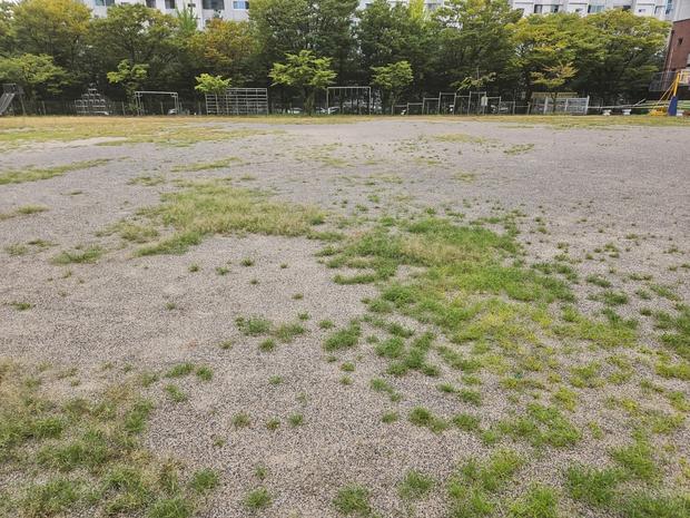 서울초등학교 운동장 잔디 제거, 전문가 케이스터디움으로 안전하고 쾌적한 공간 만들기! 관련 이미지