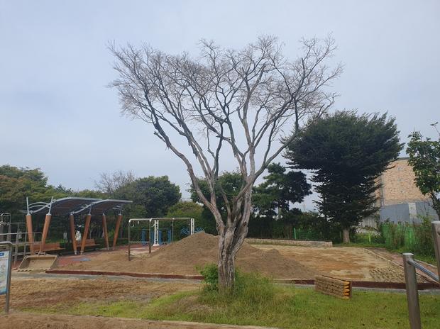 거제중학교 운동장 잡초 제거, 전문 케이스터디움으로 완벽하게! 관련 이미지