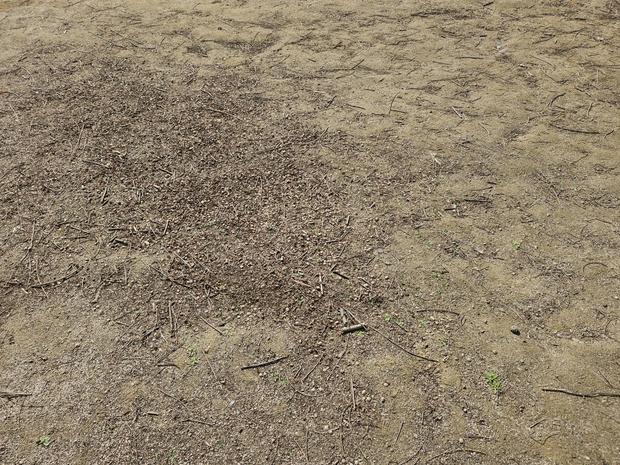 봉화초등학교 운동장 천일염 살포: 전문 시공으로 깨끗하고 안전한 장소 만들기 관련 이미지