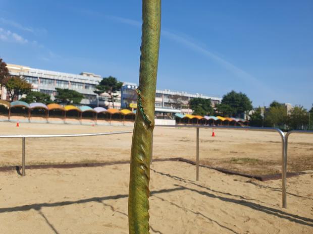 담양 어린이집 놀이 시설 그네 교체, 믿음직한 전문가 케이스터디움으로 최고 수준의 안...