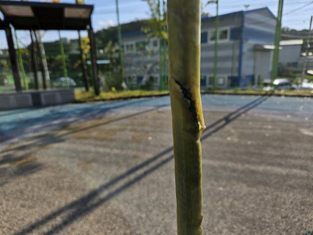 목포병설유치원 운동장 교체, 케이스터디움으로 신뢰할 수 있는 꼼꼼한 서비스! 관련 이미지